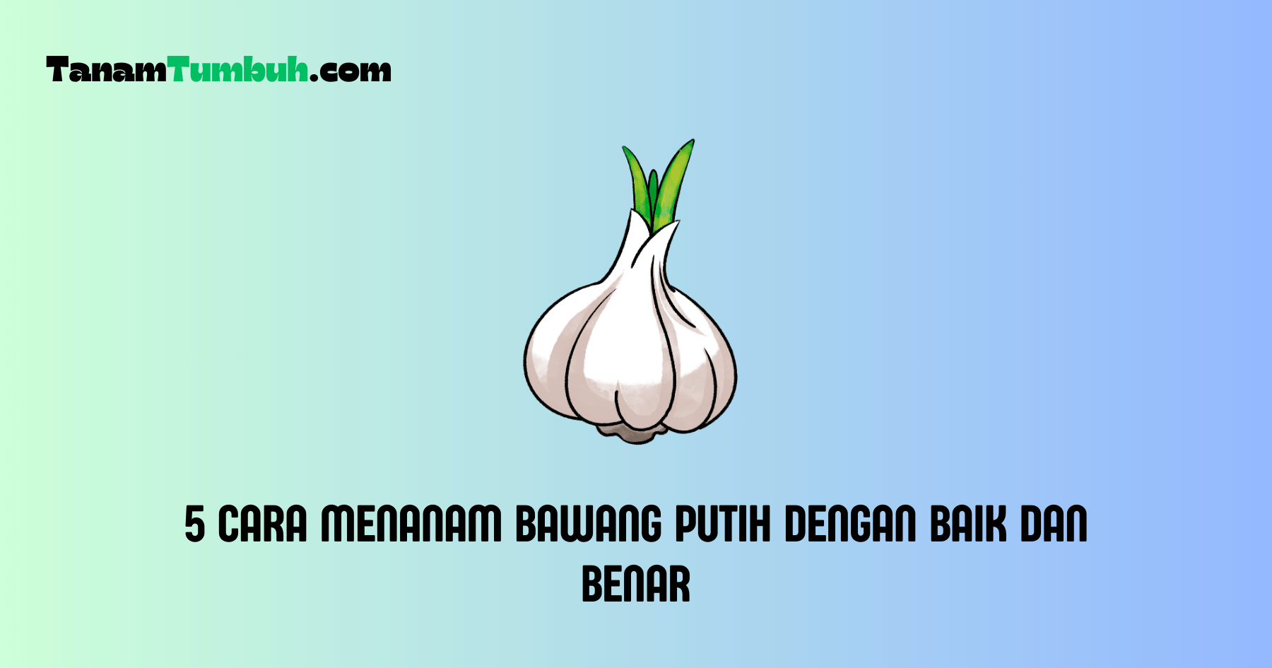 Cara Menanam Bawang Putih