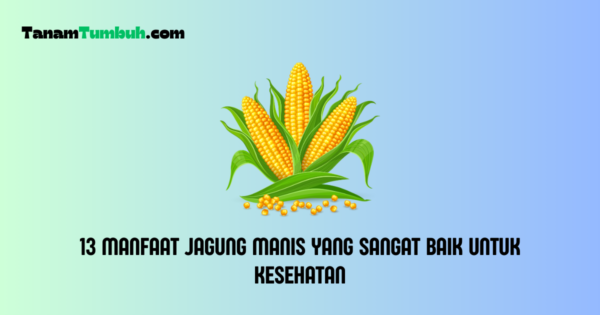 Manfaat Jagung Manis