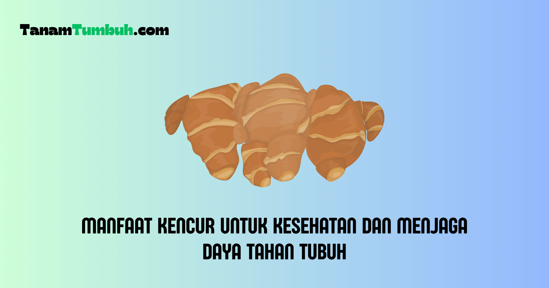 Manfaat Kencur Untuk Kesehatan